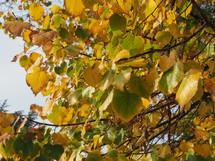 Yellow autumn leaves useful as a background