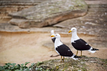 seagulls on rocks 