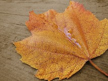  an orange leaf on wood 