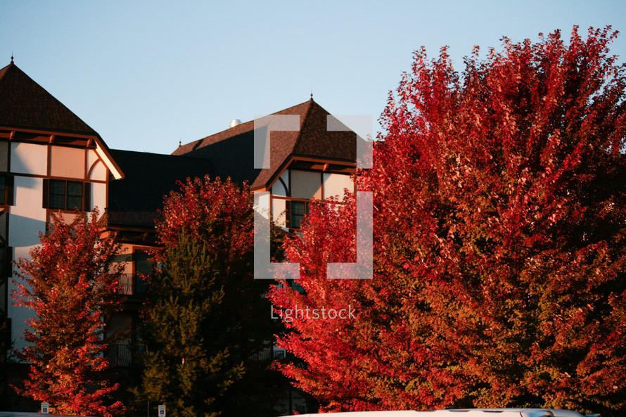 red fall trees in front of a house 