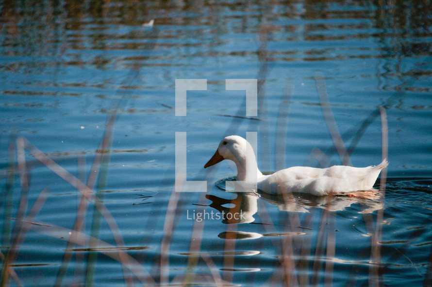 a white duck on a pond 