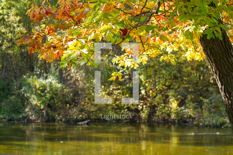 fall trees along a river bank