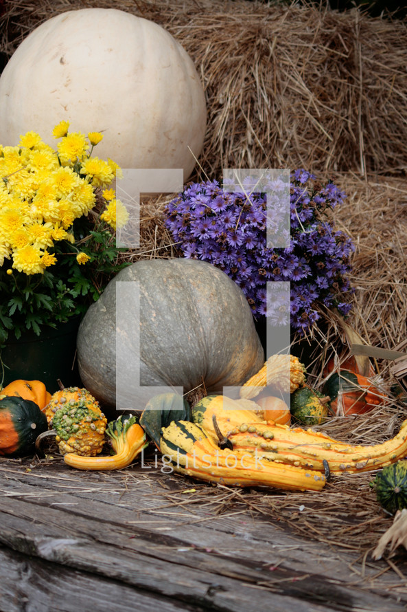 mums, gourds, pumpkins, fall scene, yellow, chrysanthemum, purple, hay, basket, fall, autumn 