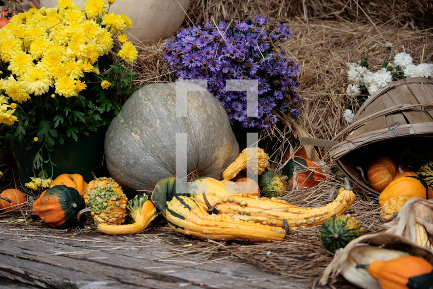 mums, gourds, pumpkins, fall scene, yellow, chrysanthemum, purple, hay, basket, fall, autumn 