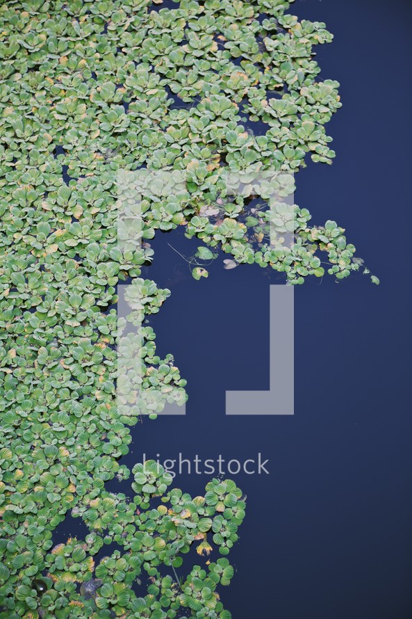 duckweed in a pond
