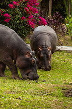 Grazing Hippopotamus
