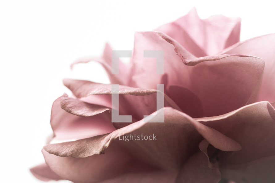 Close up of purple rose.