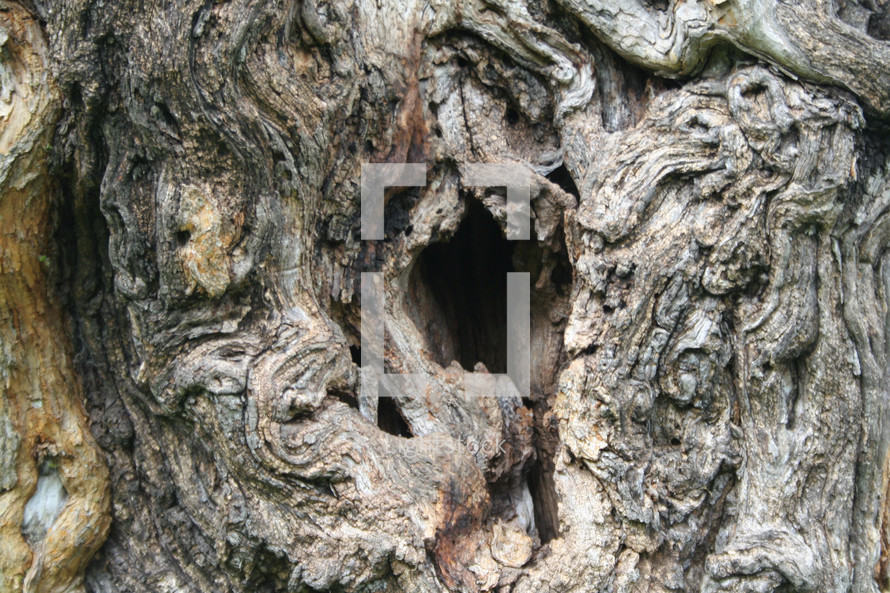 hole in a tree 