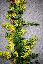 Ivy growing up a stucco wall.