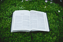 Bible open to Romans on a bush
