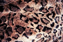 Cheetah print fur.