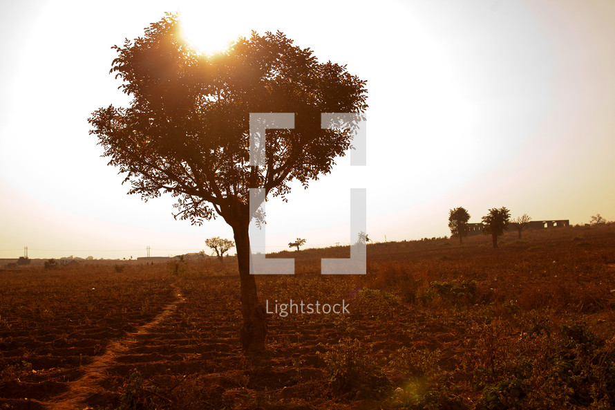 sunset and an isolated tree in Malawi, Africa 
