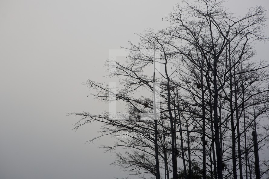 Winter tree tops in morning mist.