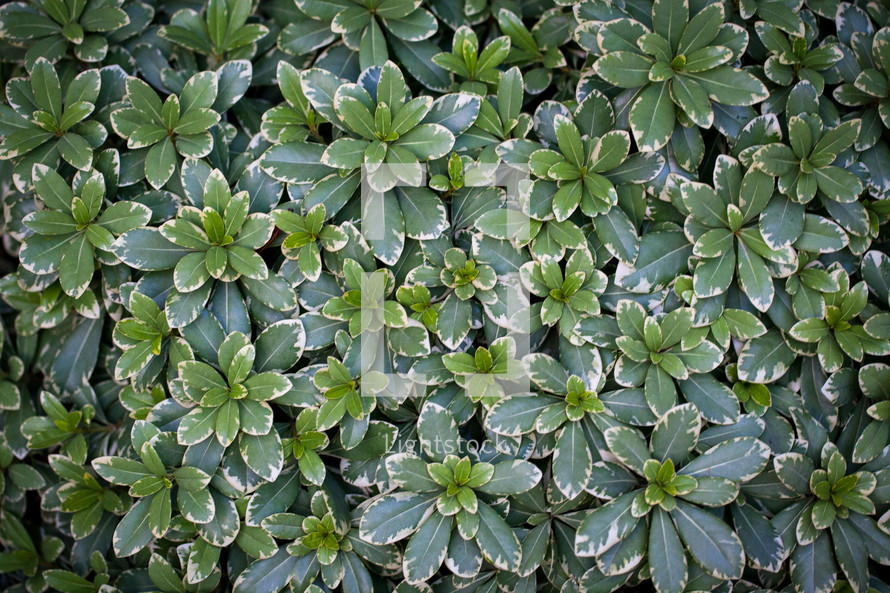 green leaves on a bush