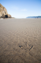 bird tracks on the sand