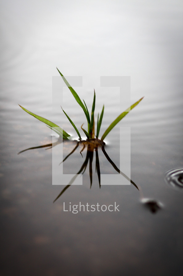grass from the water 