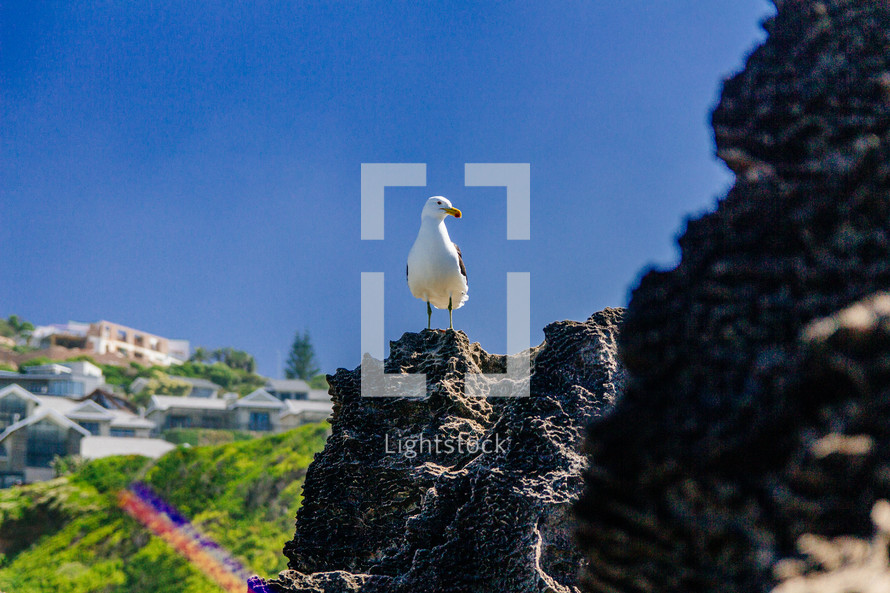 seagull perched on a rock 