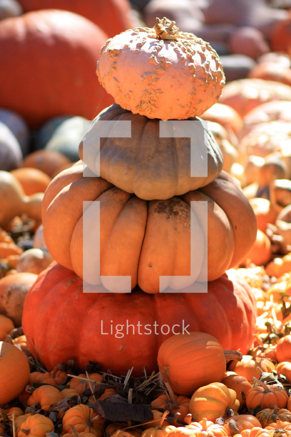 stack of pumpkins