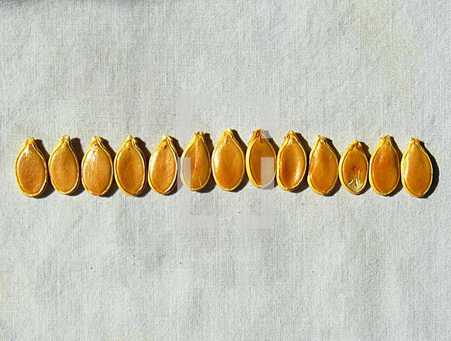 row of squash seeds 