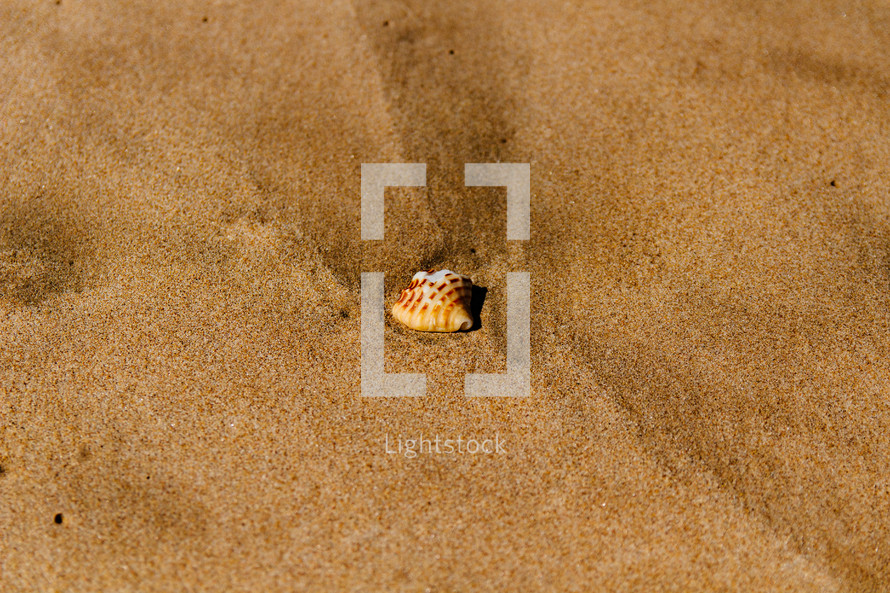 seashell in the sand 