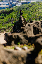 tropical bird perched on rocks 
