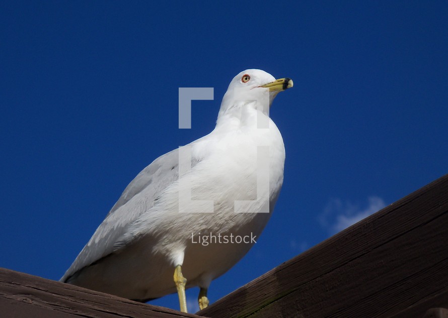 An upclose portrait of a Sea gull perched on a roof against a clear blue sky with just a faint cloud in the background.
