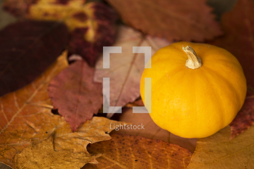 a mini pumpkin and fall leaves 