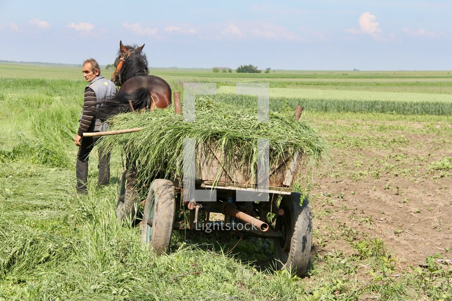 farmer harvesting hay 