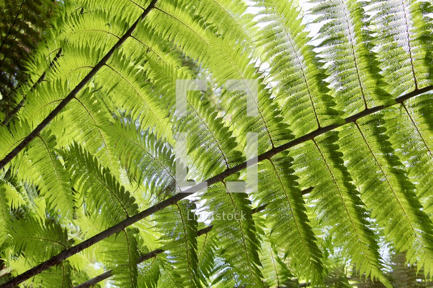 leaves on a tropical tree in a jungle 