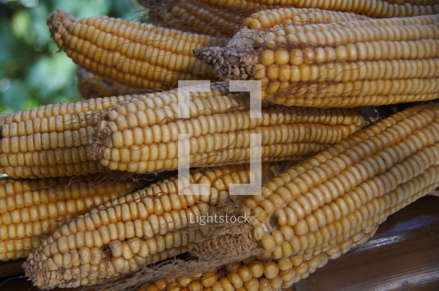 Ears of corn. Autumn, fall, season, harvest, crop, food.
