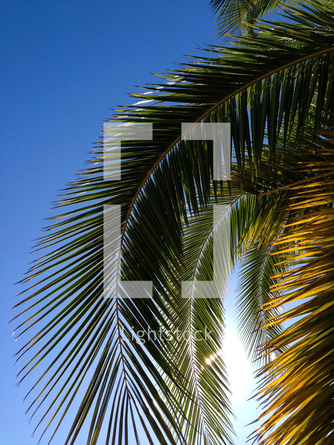 palm frond 