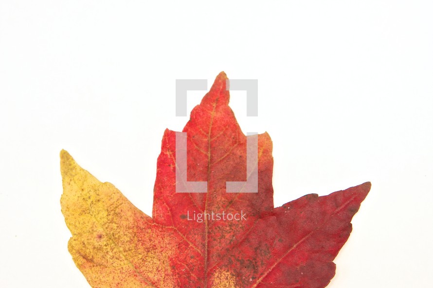 mixed colors on a maple leaf