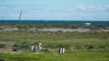 Penguin Colony in Argentina