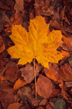 yellow leaf on the ground 