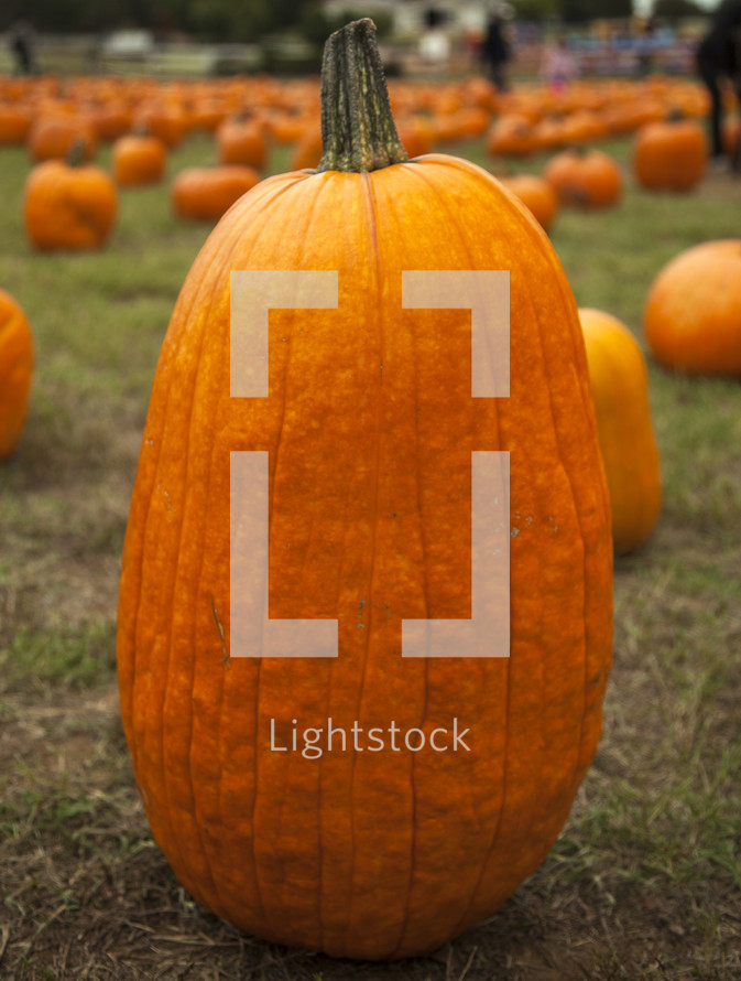 large pumpkin