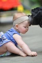 dog licking a toddler girl on the forehead