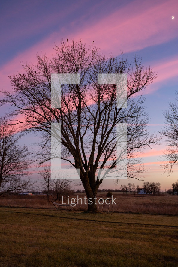 A tree at sunrise