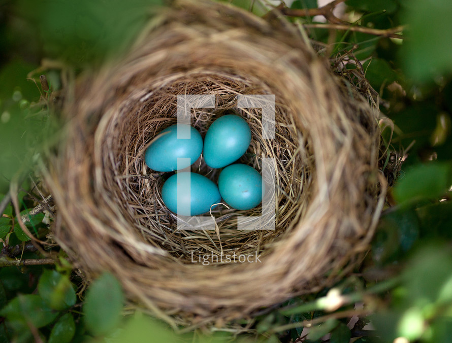 Eggs in a bird's nest in a tree.