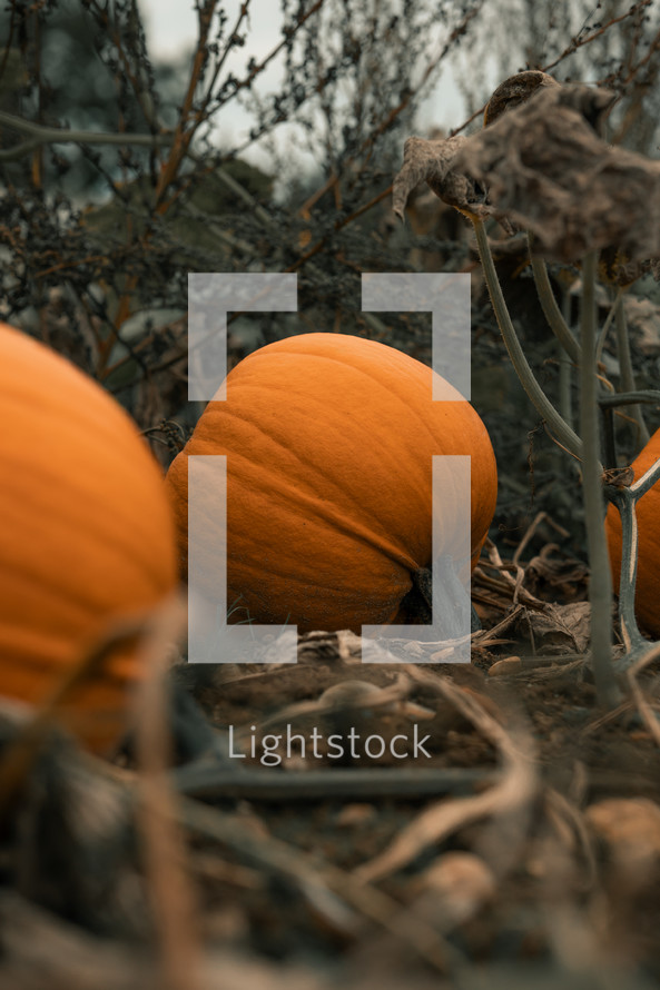 Pumpkins growing in a pumpkin patch, halloween decoration, large orange fruit, harvest thanksgiving