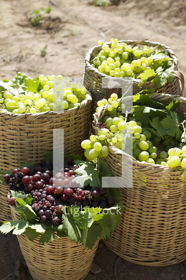 grapes in baskets in a vineyard 
