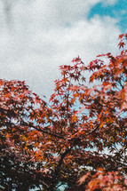 red maple leaves on a tree 