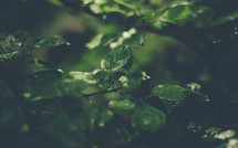wet green leaves