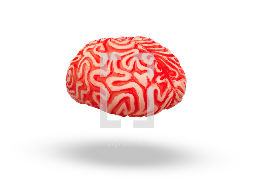 Human rubber brain floating in midair on white background