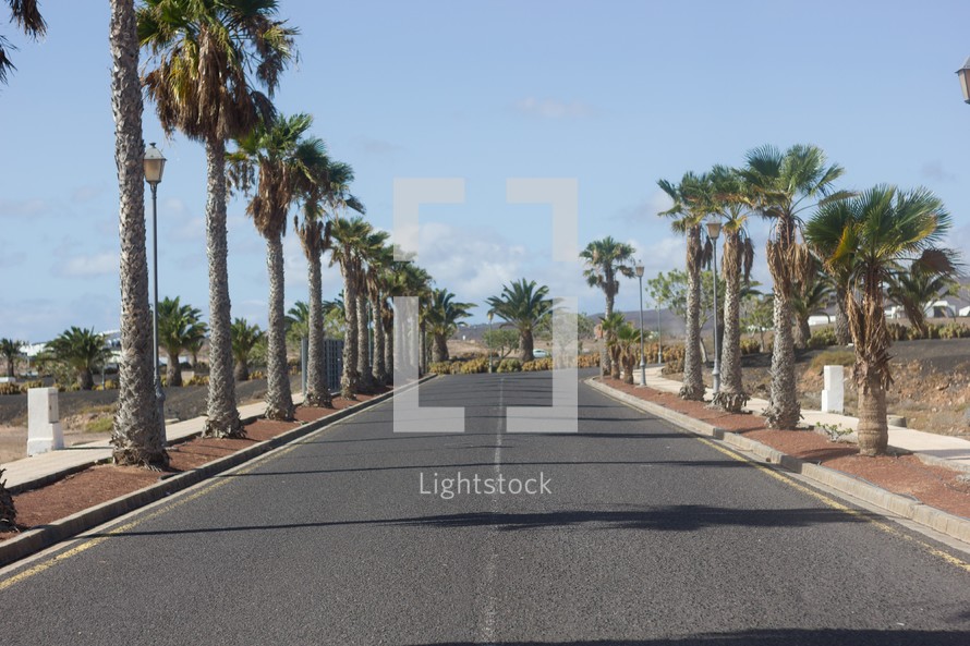palm tree lined street 