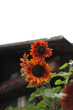 Red sunflowers in bloom.