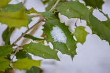 snow on holly leaves 