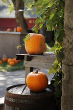 pumpkin and barrel 
