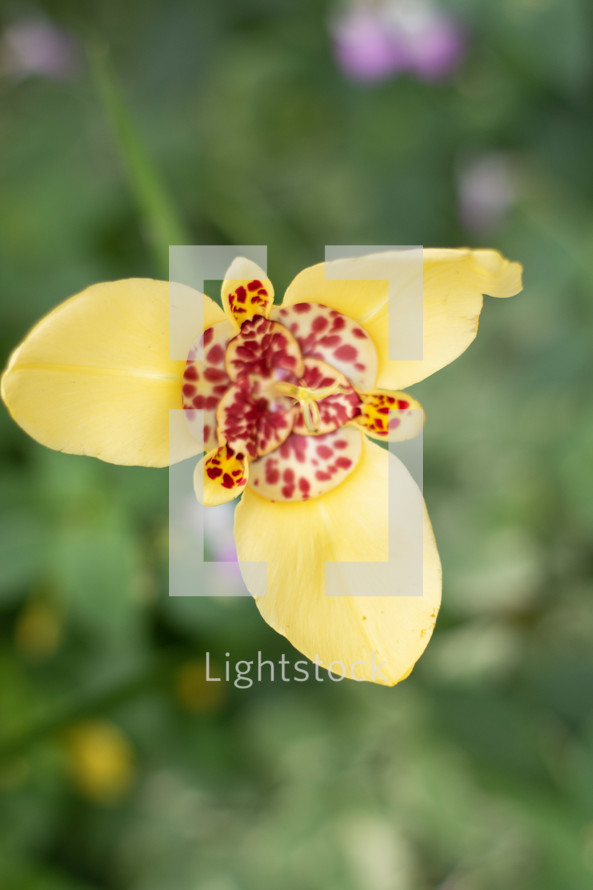 yellow orchid flower 