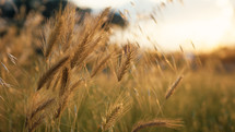 Wheat Field in the countryside at yellow sunset summer time