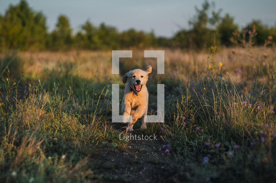 Sweet Golden Retriever Puppy Running On Green Grass.happy Doggy,Playful Activity